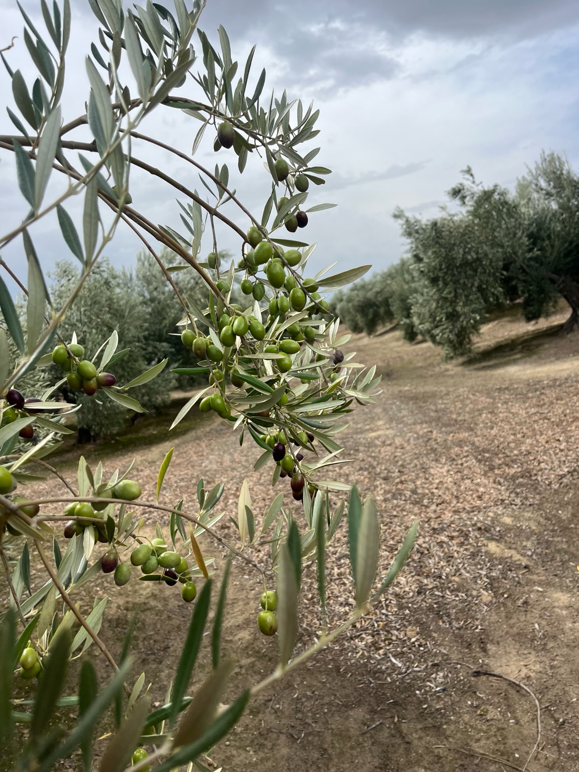Aceitunas en rama